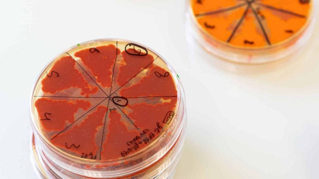 Biotechnology researchers in a Paris lab engineering microorganisms as industrial molecular factories