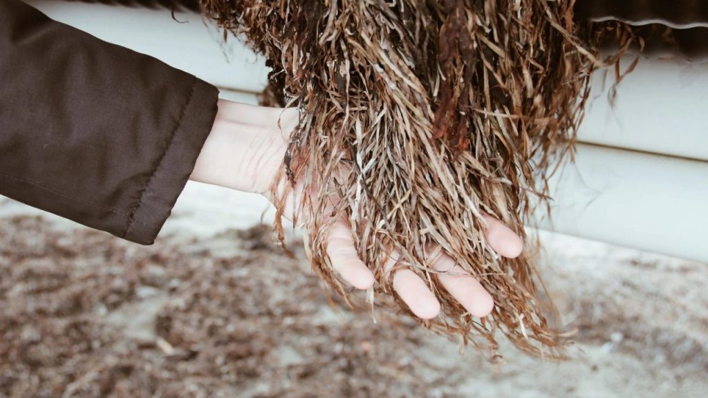 Salt & Fiber Secures €300k for Sustainable Textile Innovation Salt & Fiber logo and seagrass textile production process